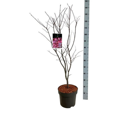Acer palmatum &