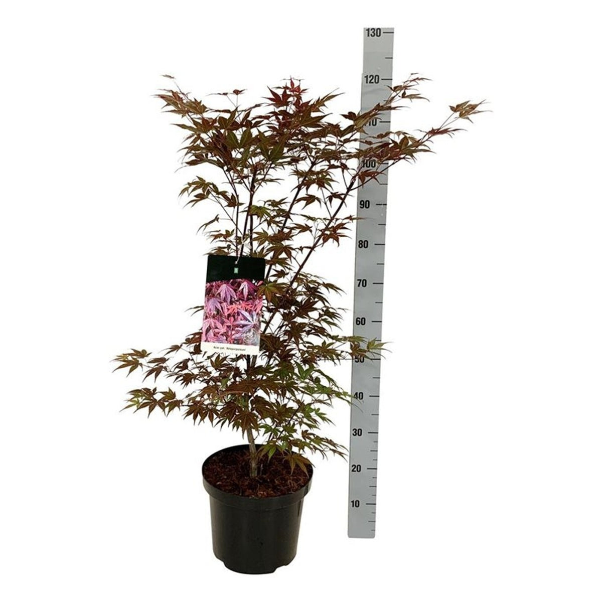 Acer palmatum &