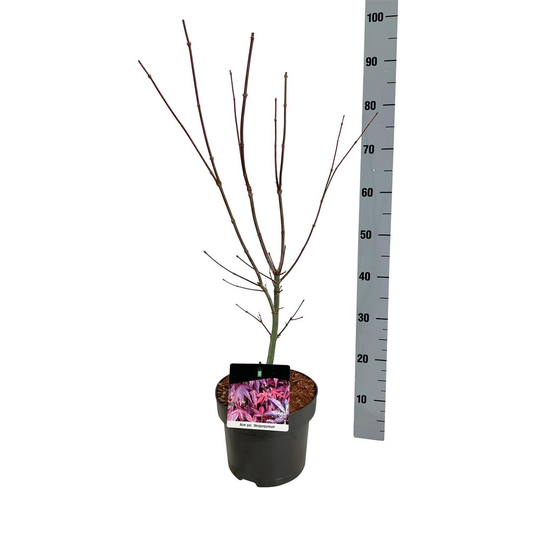 Acer palmatum &