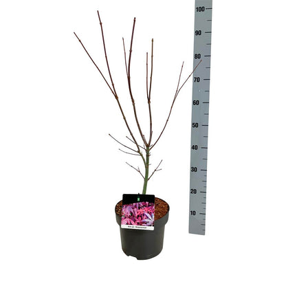 Acer palmatum &