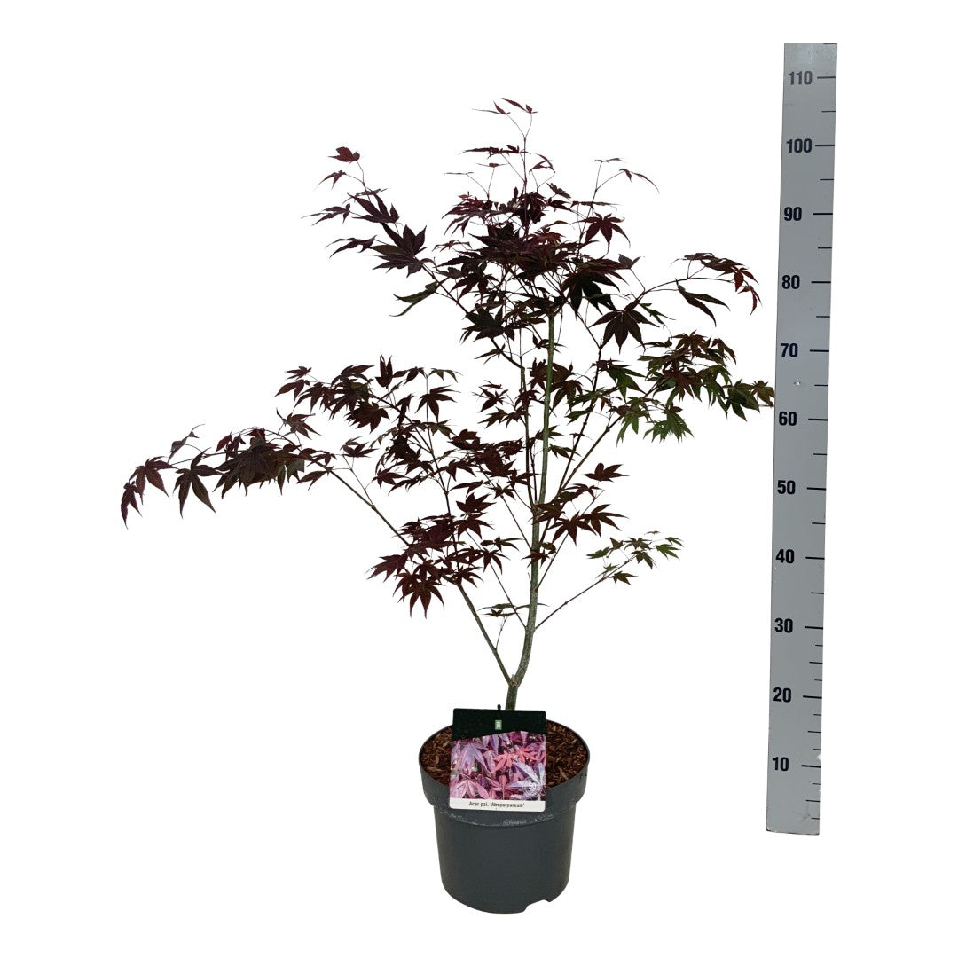 Acer palmatum &