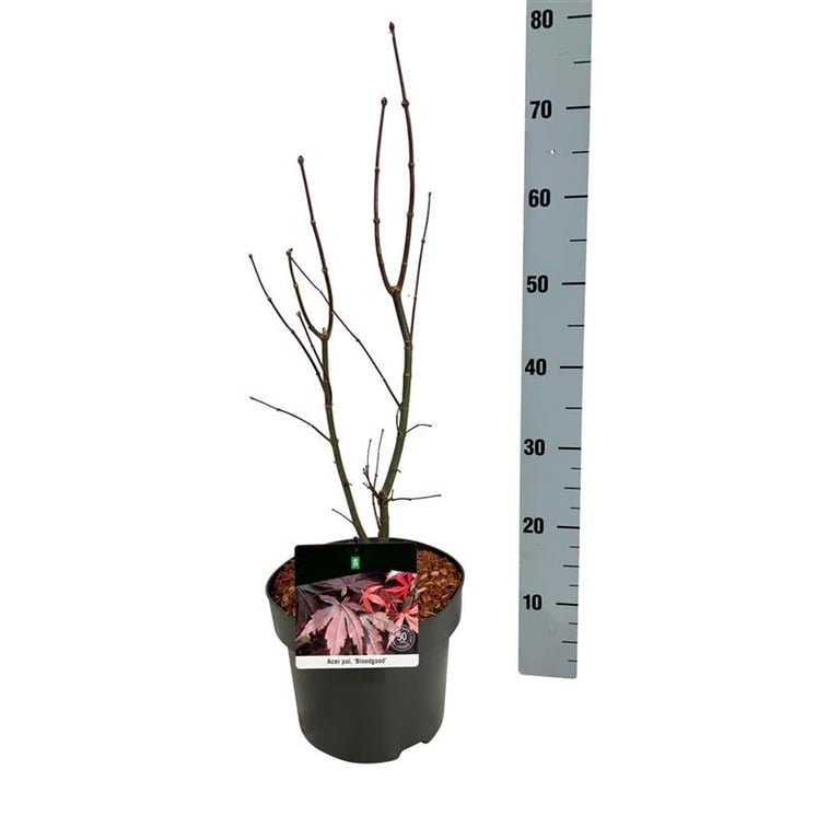 Acer palmatum &