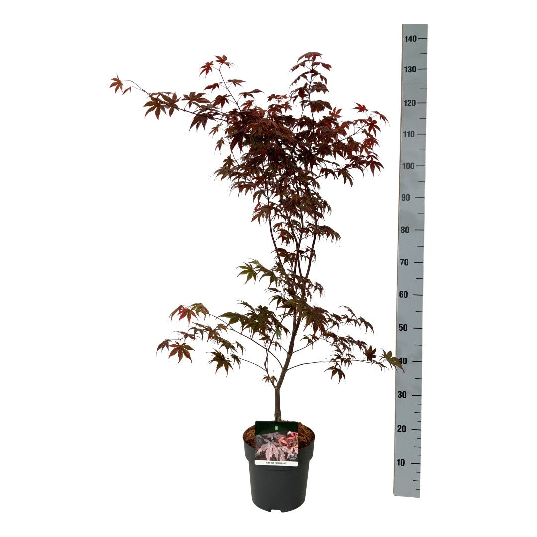 Acer palmatum &