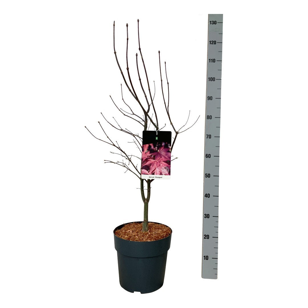 Acer palmatum &