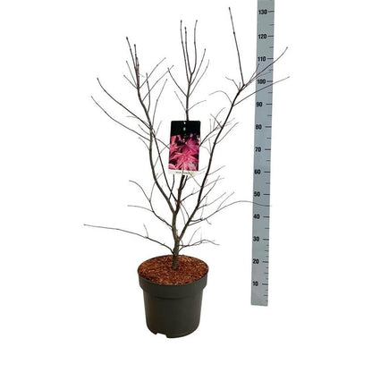 Acer palmatum &