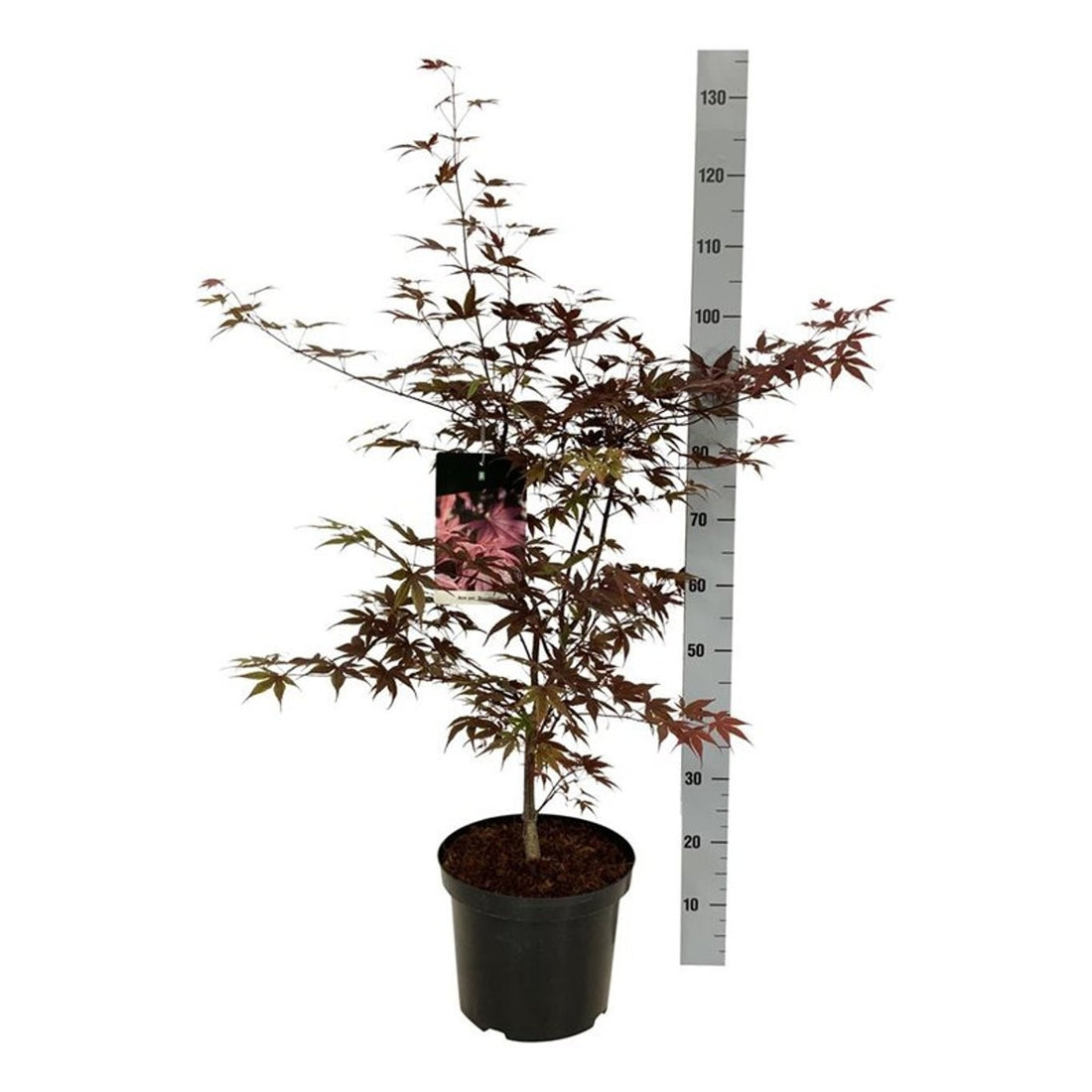 Acer palmatum &