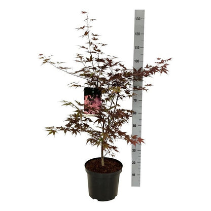 Acer palmatum &