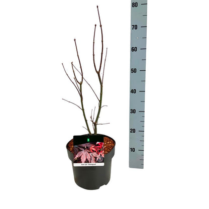 Acer palmatum &