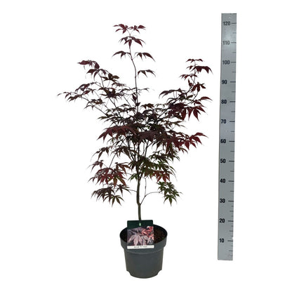 Acer palmatum &