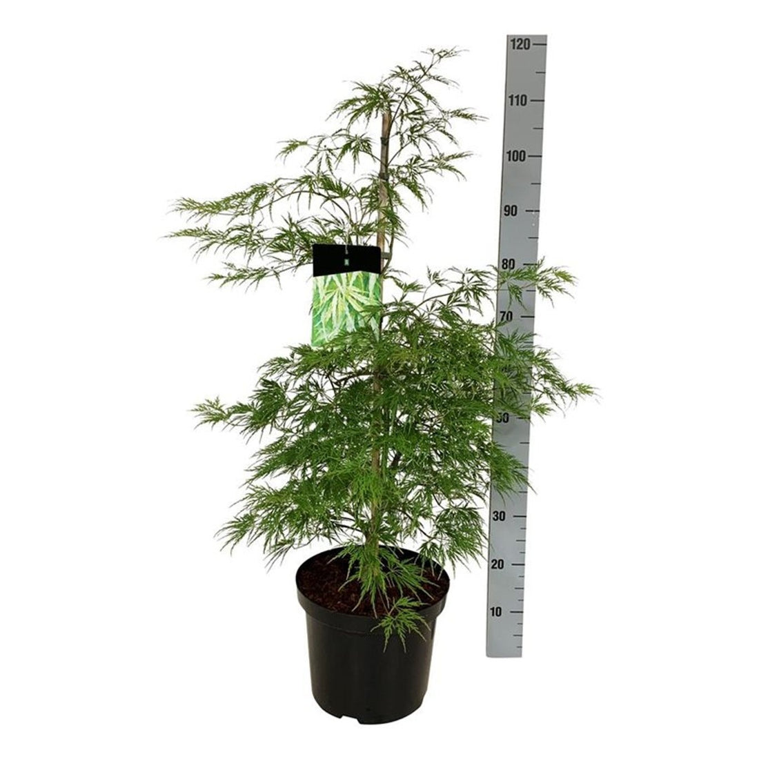 Japansk lönn Acer palmatum &