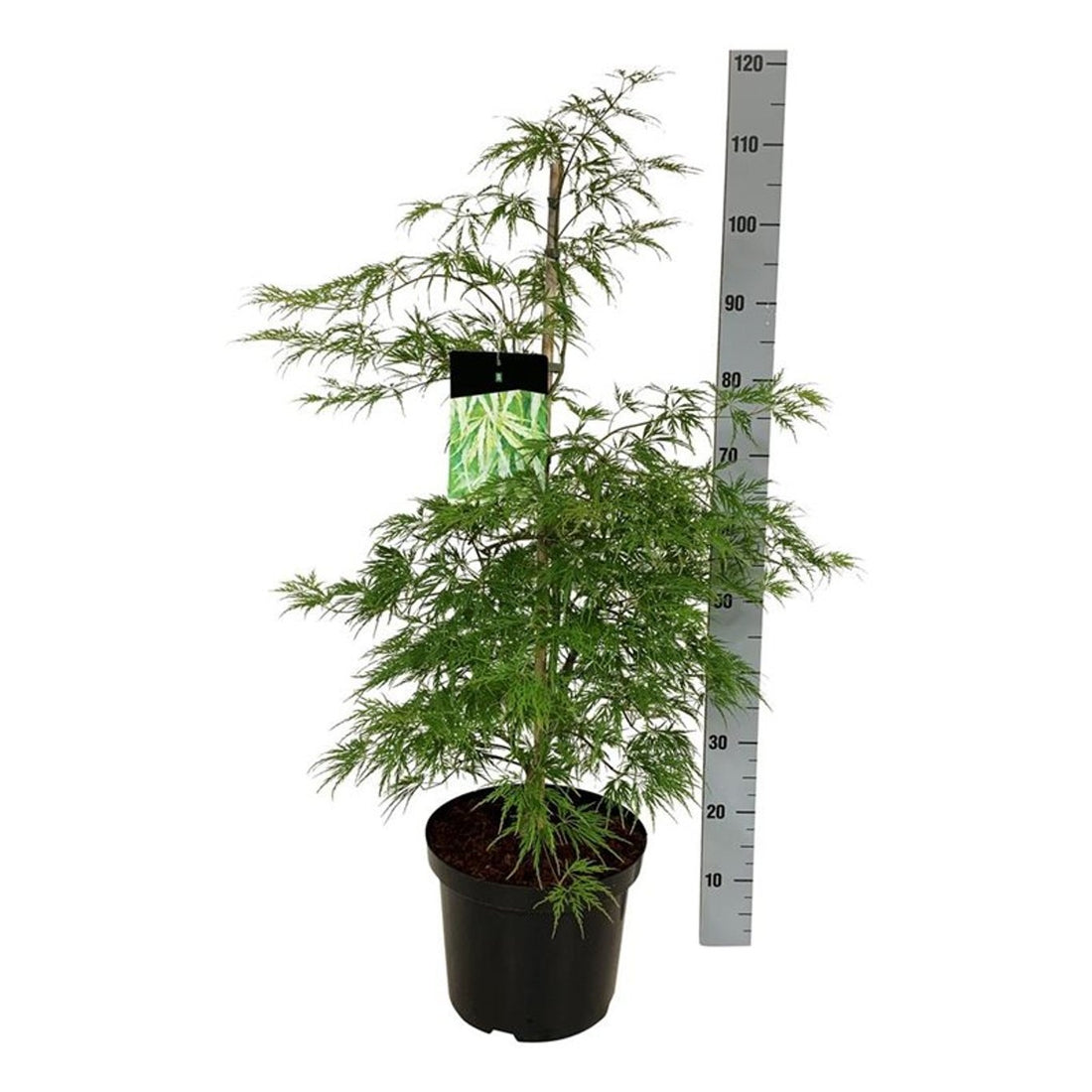 Acer palmatum &