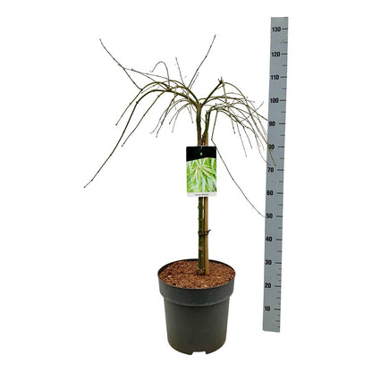 Acer palmatum &