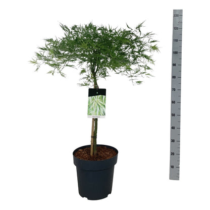 Acer palmatum &