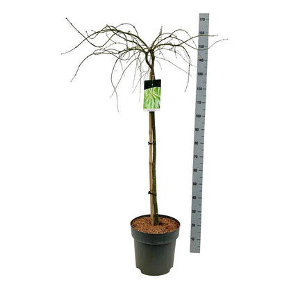 Acer palmatum &