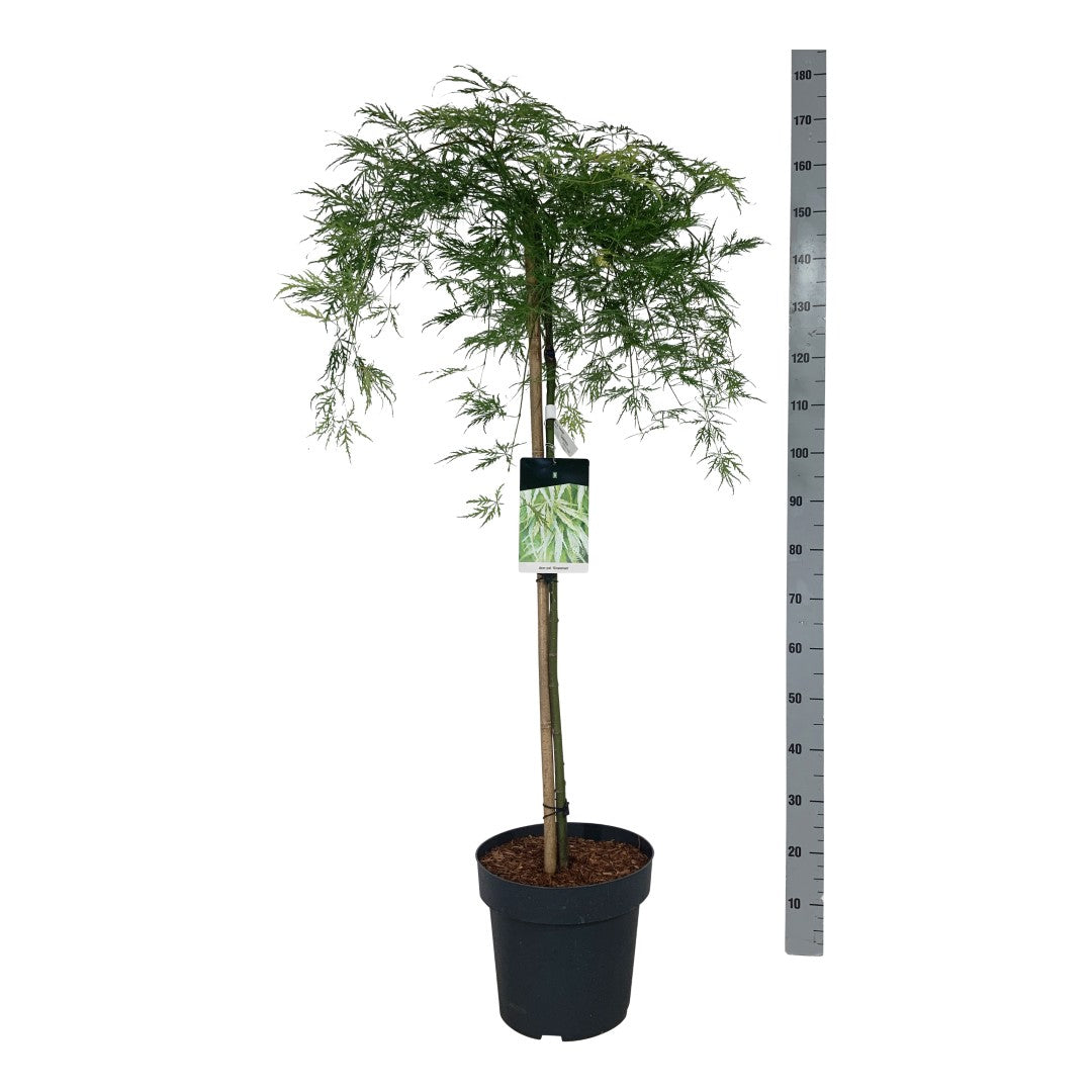 Acer palmatum &