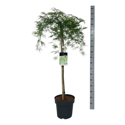 Acer palmatum &