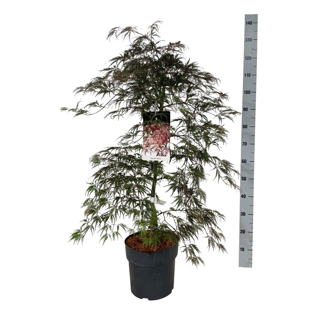 Acer palmatum &