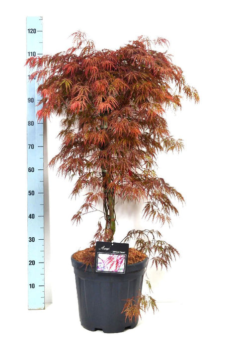 Acer kaveri. 'lanka'