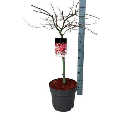 Acer palmatum &