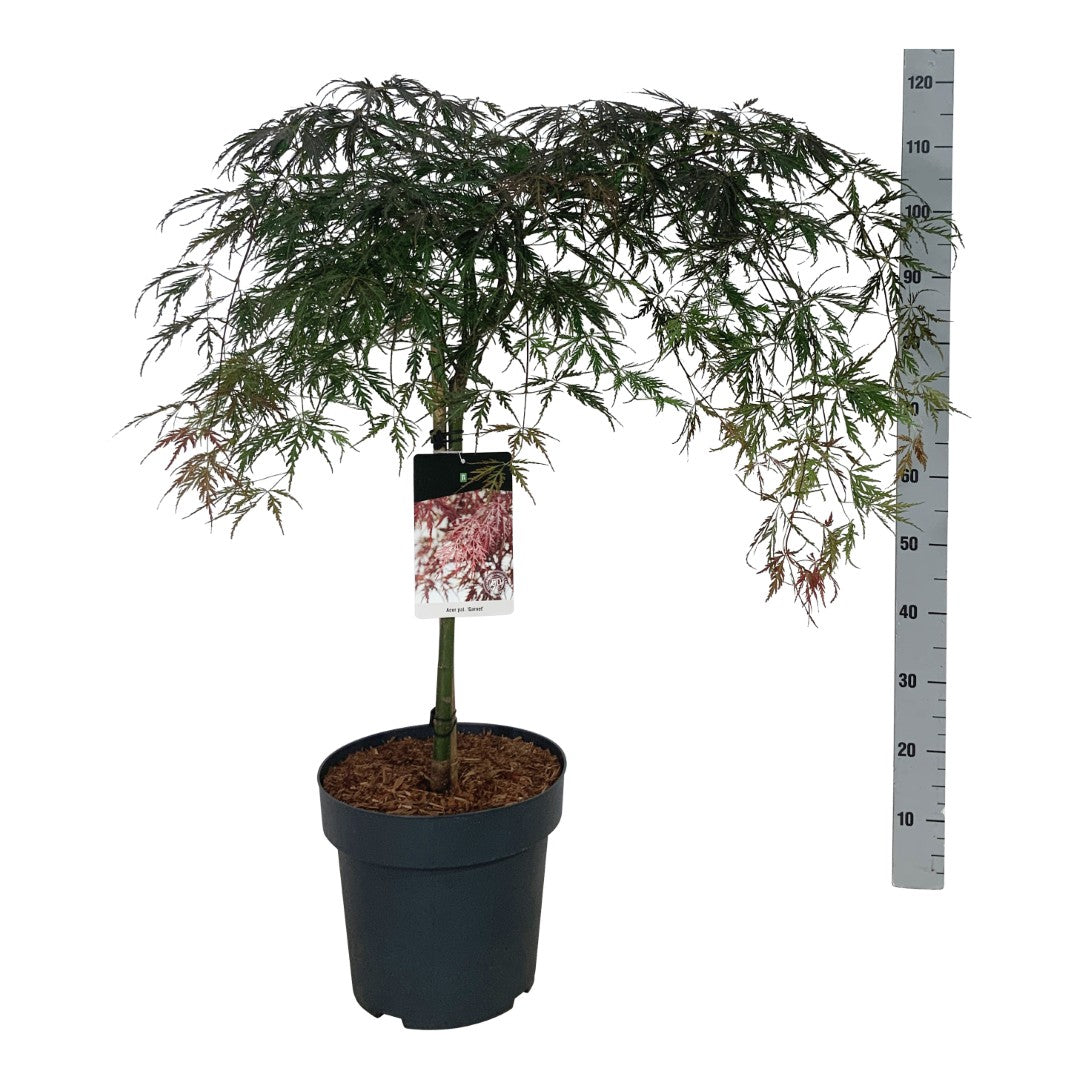 Acer palmatum &