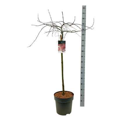 Acer palmatum &