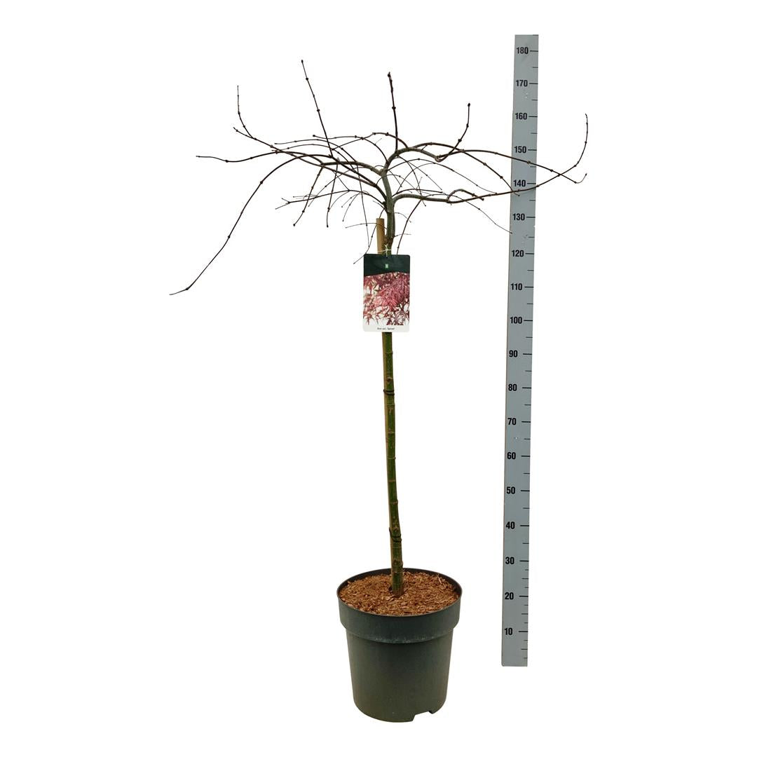 Acer palmatum &