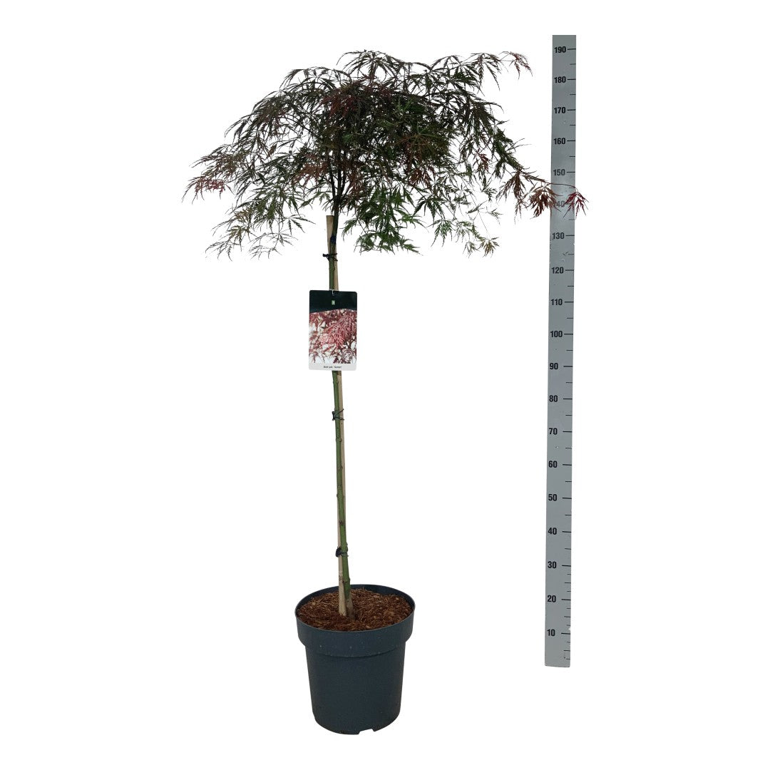 Acer palmatum &