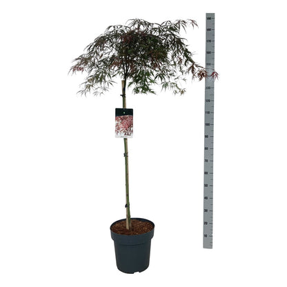 Acer palmatum &