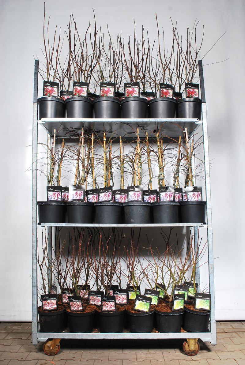 Acer pal. i sorter C5 (5 liters kruka) 50-60 cm