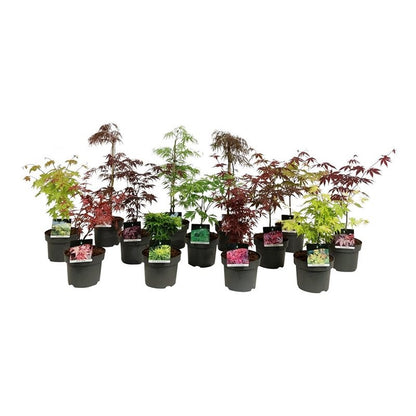 Acer pal. i sorter C5 (5 liters kruka) 50-60 cm