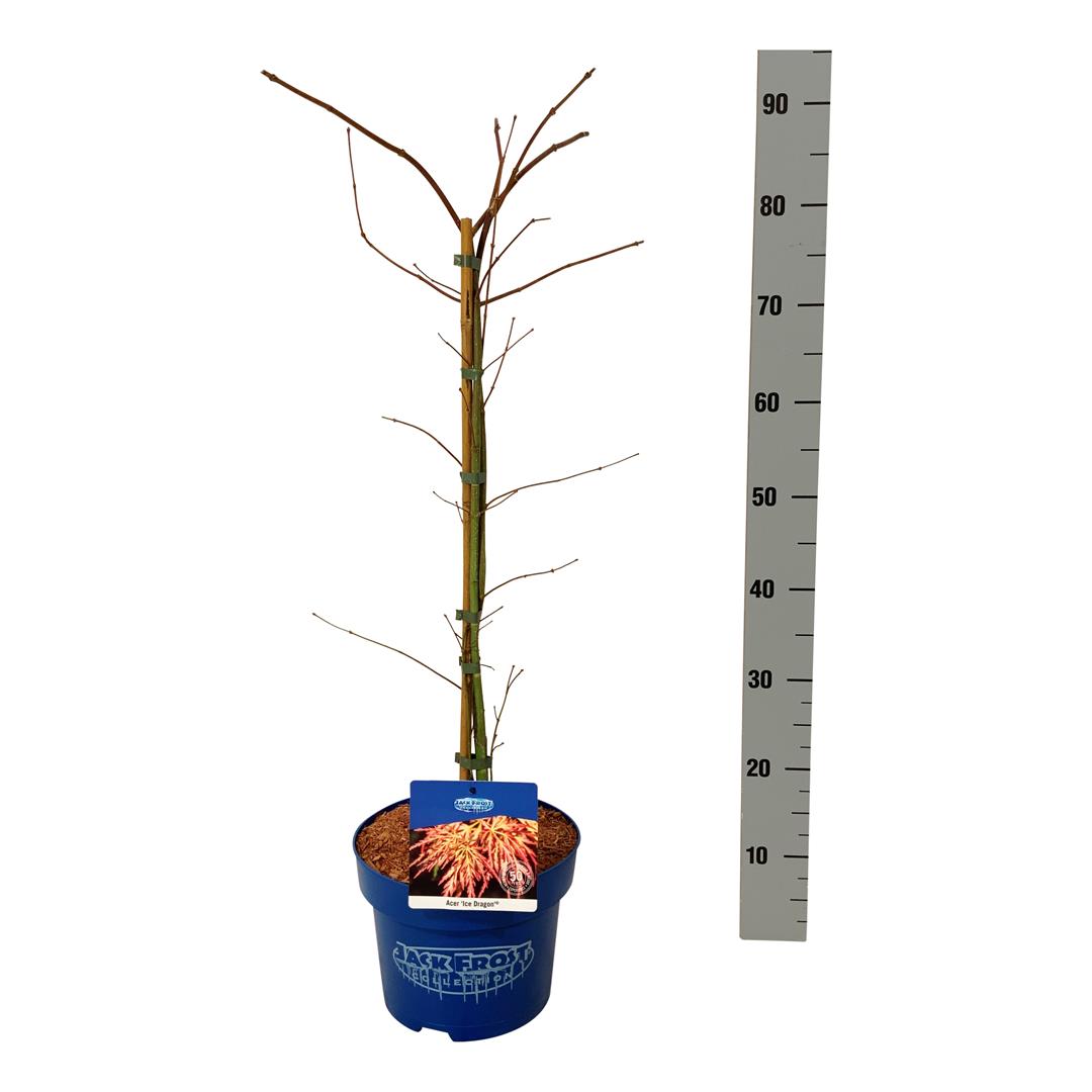 Acer &
