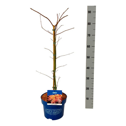 Acer &