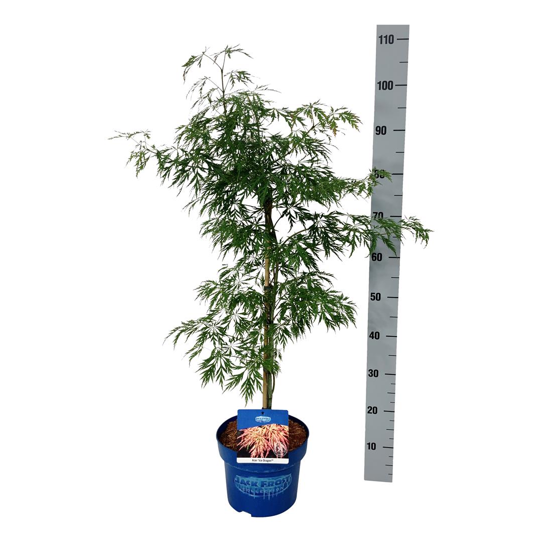 Acer &