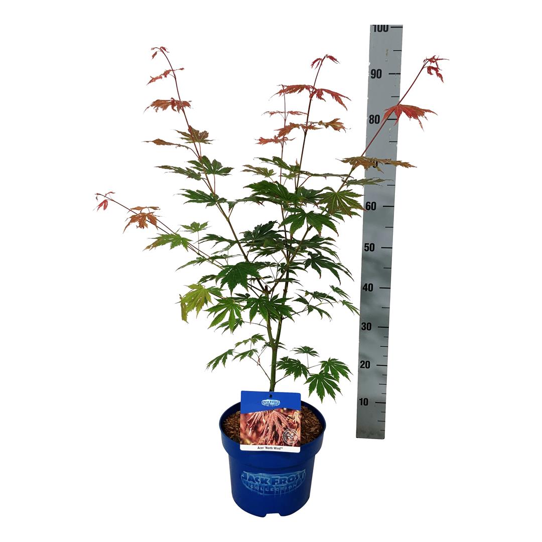 Acer &