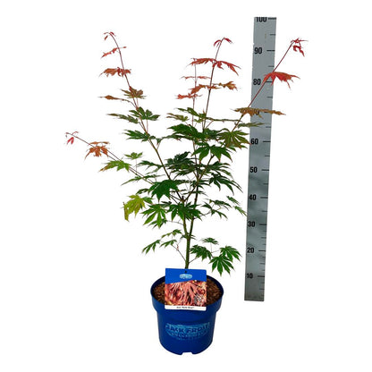 Acer &