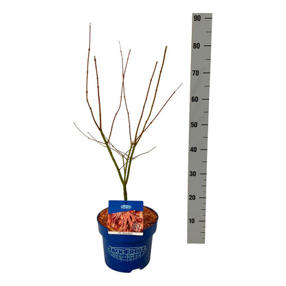 Acer &