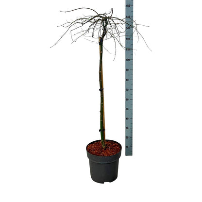 Acer palmatum &