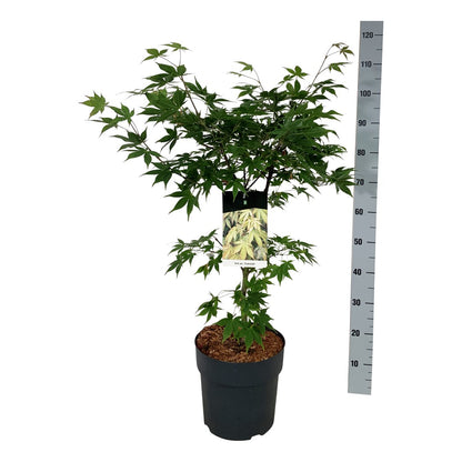 Japansk lönn Acer palmatum &