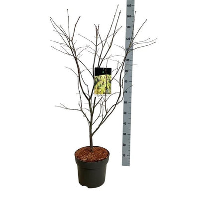 Acer palmatum &