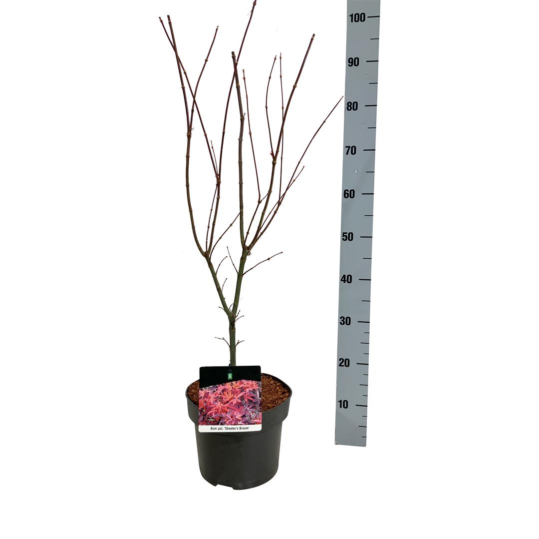 Acer palmatum &