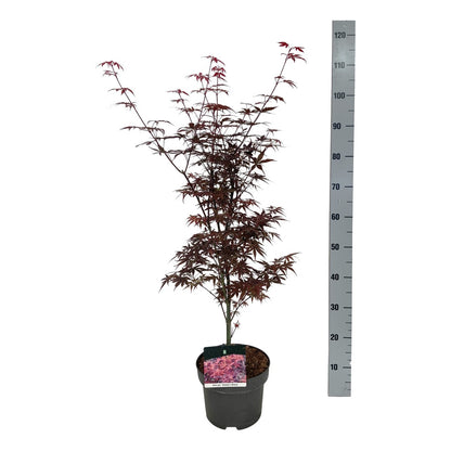 Acer palmatum &