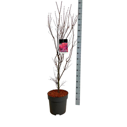 Acer palmatum &
