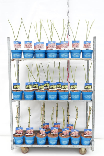 Acer (Jack Frost®) i sorter C3 (3 liters kruka) / 19 cm kruka 40-50 cm