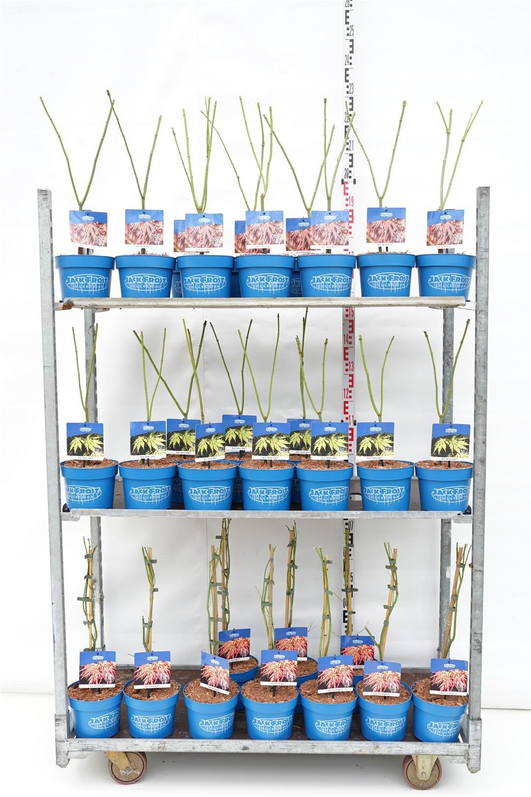 Acer (Jack Frost®) i sorter 40-50 cm - C3 (3 liters kruka) / 19 cm kruka