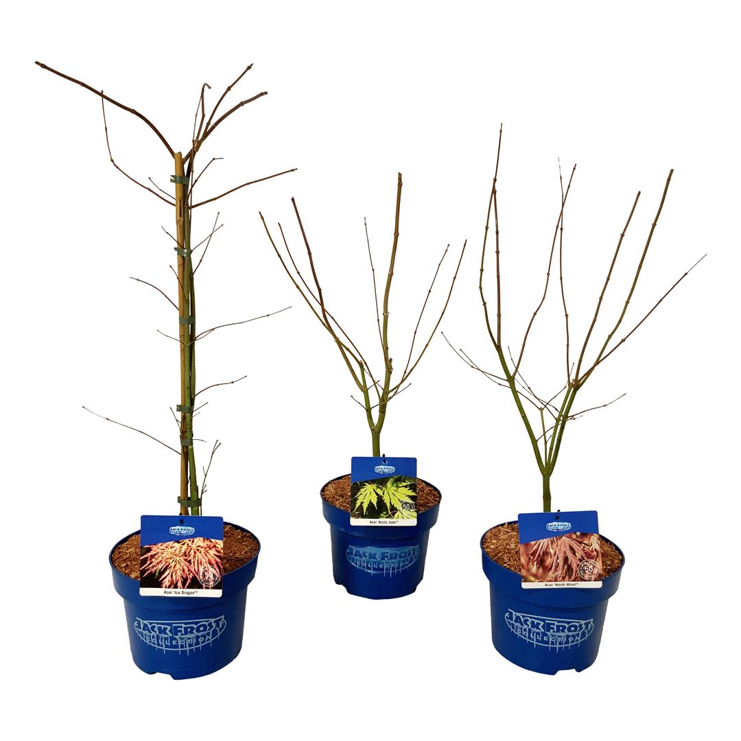 Acer (Jack Frost®) i sorter C5 (5 liters kruka) 50-60 cm