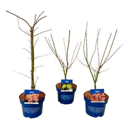 Acer (Jack Frost®) i sorter C5 (5 liters kruka) 50-60 cm
