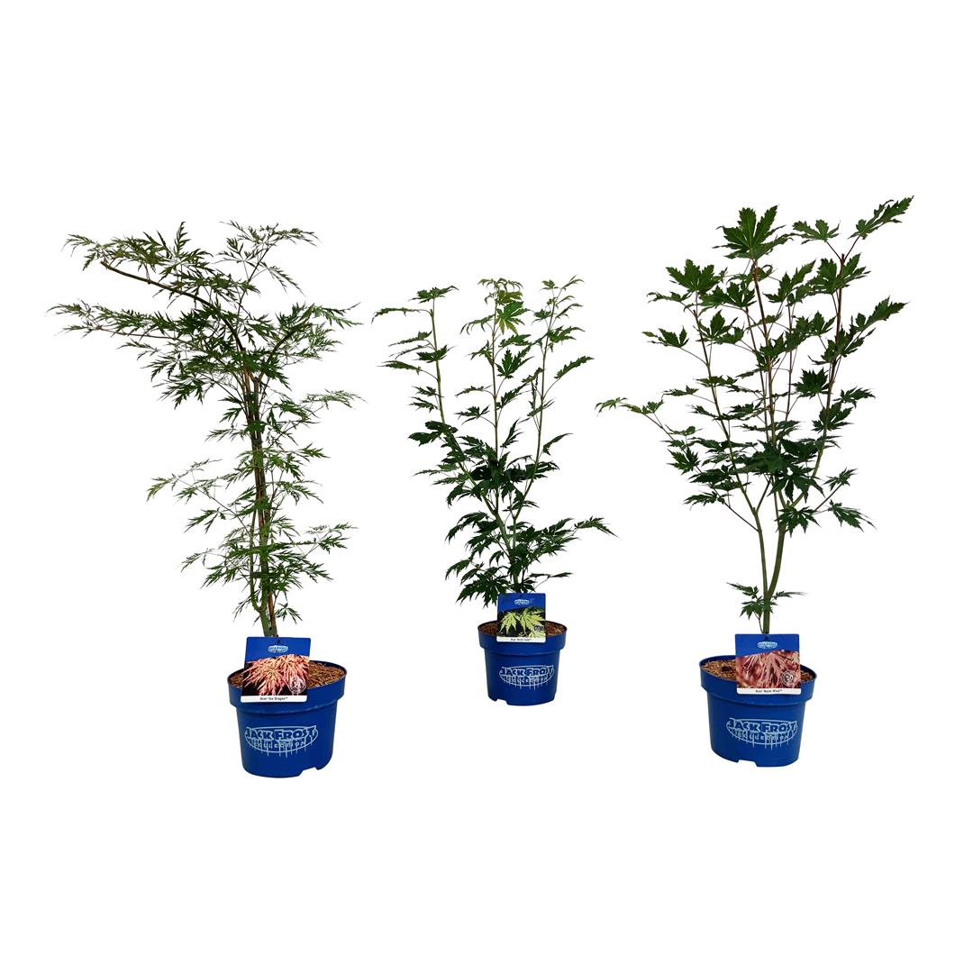 Acer (Jack Frost®) i sorter C5 (5 liters kruka) 50-60 cm