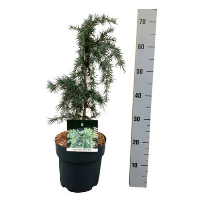 Cedrus deodara &