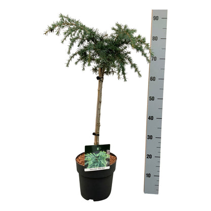 Cedrus deod. &