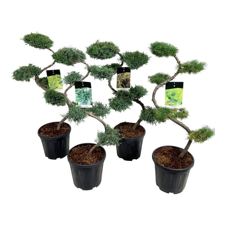 Barrväxter i sorter - BONSAI 80/+ CM C15